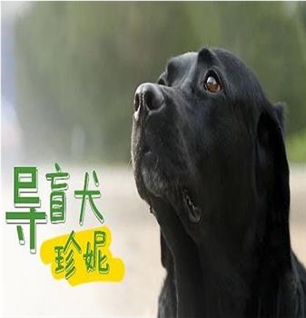 导盲犬珍妮在线观看和下载