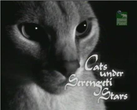 自然世界：塞伦盖蒂夜空下的猫在线观看和下载