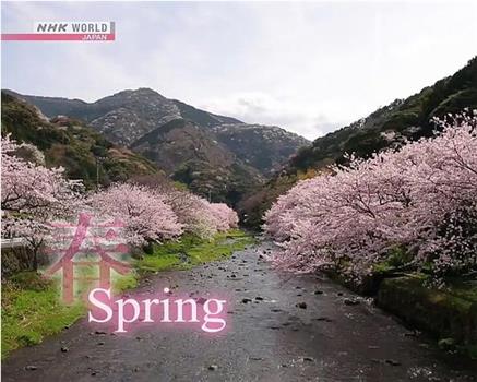 骑行日本：春游伊豆半岛在线观看和下载
