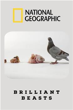 国家地理：动物天才之鸽子在线观看和下载