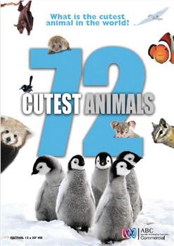 72大可爱动物在线观看和下载