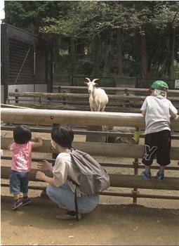 纪实72小时 川崎 山丘上的动物园在线观看和下载