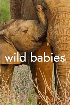 野生动物宝宝 第一季在线观看和下载