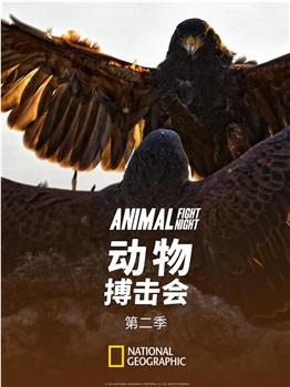 动物搏击会 第二季在线观看和下载