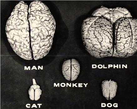 John Lilly and the Earth Coincidence Control Office在线观看和下载