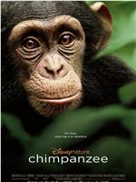 黑猩猩在线观看和下载