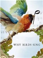 鸟儿为何歌唱在线观看和下载