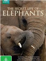 大象的秘密生活在线观看和下载
