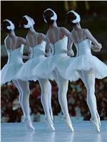 柴科夫斯基 芭蕾舞剧《天鹅湖》在线观看和下载