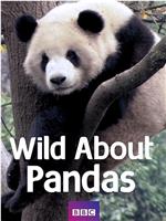 爱上大熊猫在线观看和下载