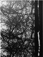 3/60: Bäume im Herbst在线观看和下载