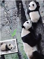 熊猫淘淘在线观看和下载