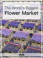 世界上最大的鲜花市场在线观看和下载