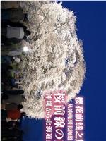 樱花前线之旅 从冲绳到北海道在线观看和下载
