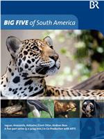 南美五猛兽在线观看和下载