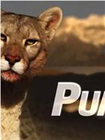 大猫周：美洲狮养成记在线观看和下载