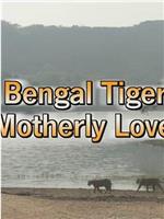 孟加拉虎的母爱在线观看和下载