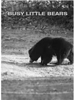忙碌的小熊在线观看和下载