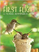 First Flight: A Mother Hummingbird's Story在线观看和下载