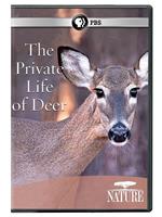 The Private Life of Deer Season 31在线观看和下载