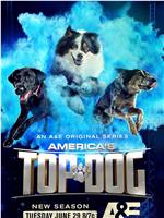 America's Top Dog在线观看和下载