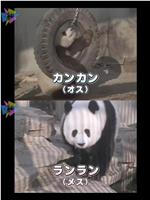熊猫日本首次公开 不为人知的大作战在线观看和下载