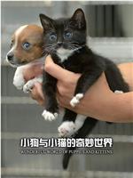 小狗与小猫的奇妙世界在线观看和下载