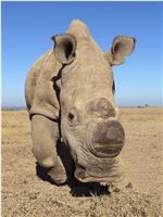 苏丹：最后的犀牛在线观看和下载