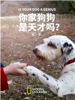 你家狗狗是天才吗？在线观看和下载