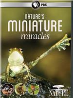 大自然：自然界的微型奇迹在线观看和下载