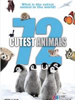 72大可爱动物在线观看和下载