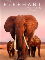 大象女王在线观看和下载