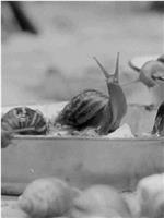 金蜗牛的诞生在线观看和下载