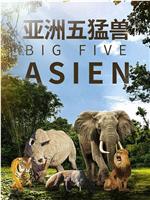 亚洲五猛兽在线观看和下载