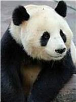 大熊猫在英国在线观看和下载