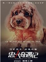 忠犬奇遇记在线观看和下载