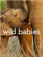 野生动物宝宝 第一季在线观看和下载