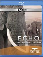 大象"回声"的回忆在线观看和下载