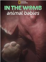 子宫内日记：动物奇遇 第一季在线观看和下载