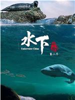 水下中国 第二季在线观看和下载