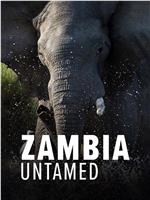狂野赞比亚 第一季在线观看和下载