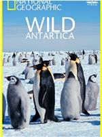 Wild Antarctica Season 1在线观看和下载