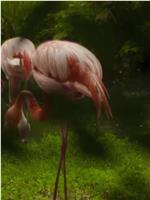 THE FRENCH FLAMINGO FUCKER在线观看和下载