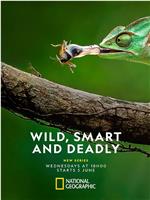 Wild, Smart and Deadly Season 1在线观看和下载